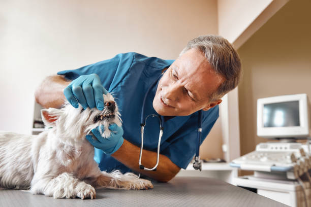 Best Emergency Treatment for Dental Infections or Abscesses in Premont, TX
